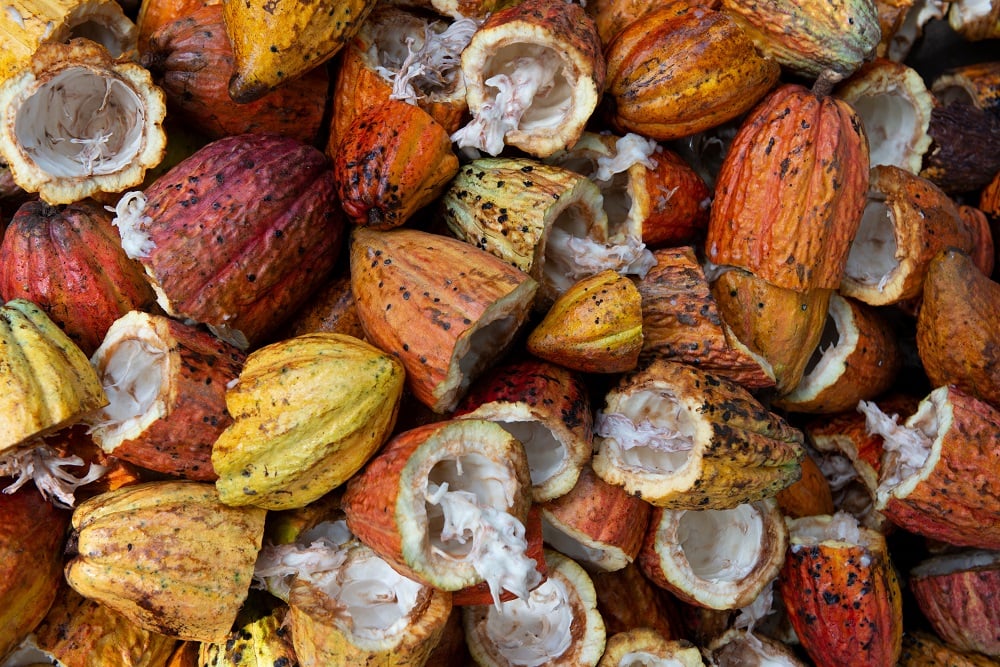 chocolate trend sustainable cocoa fruit